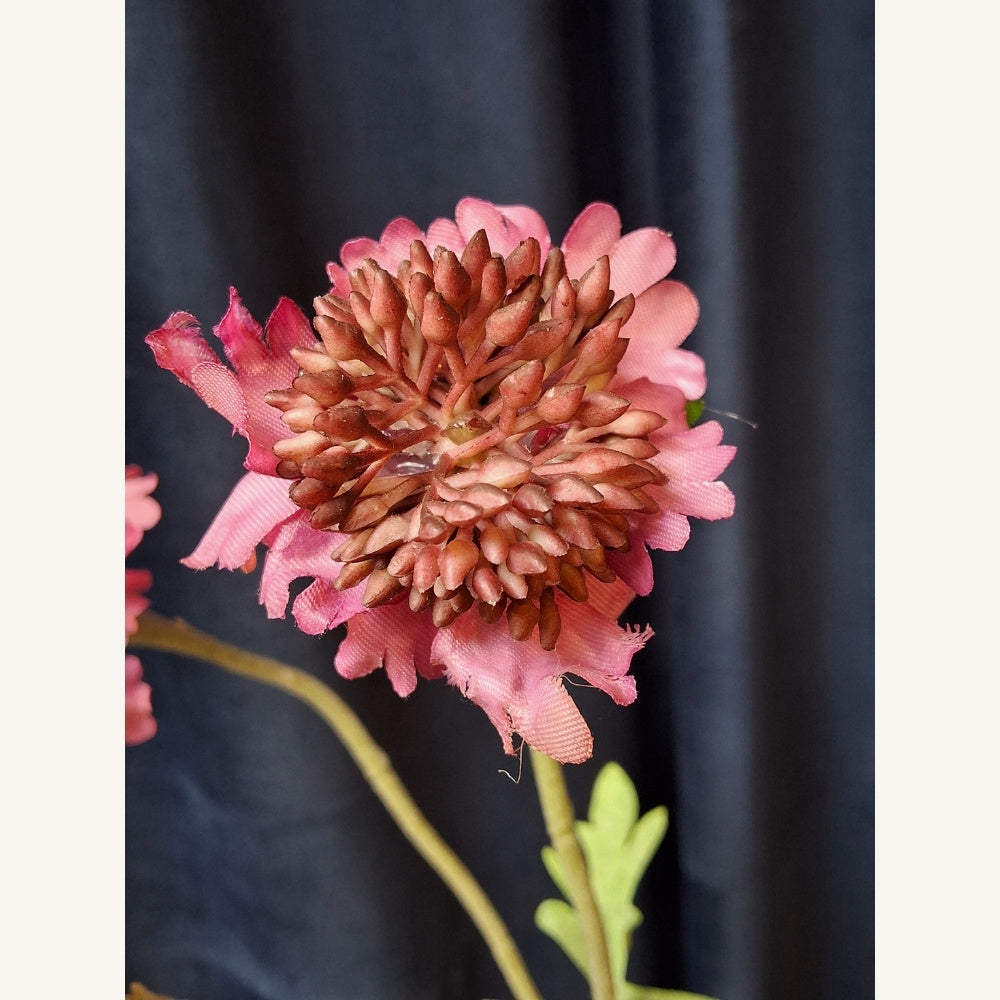 Duifkruid-Scambiosa_1 - Puur Edith