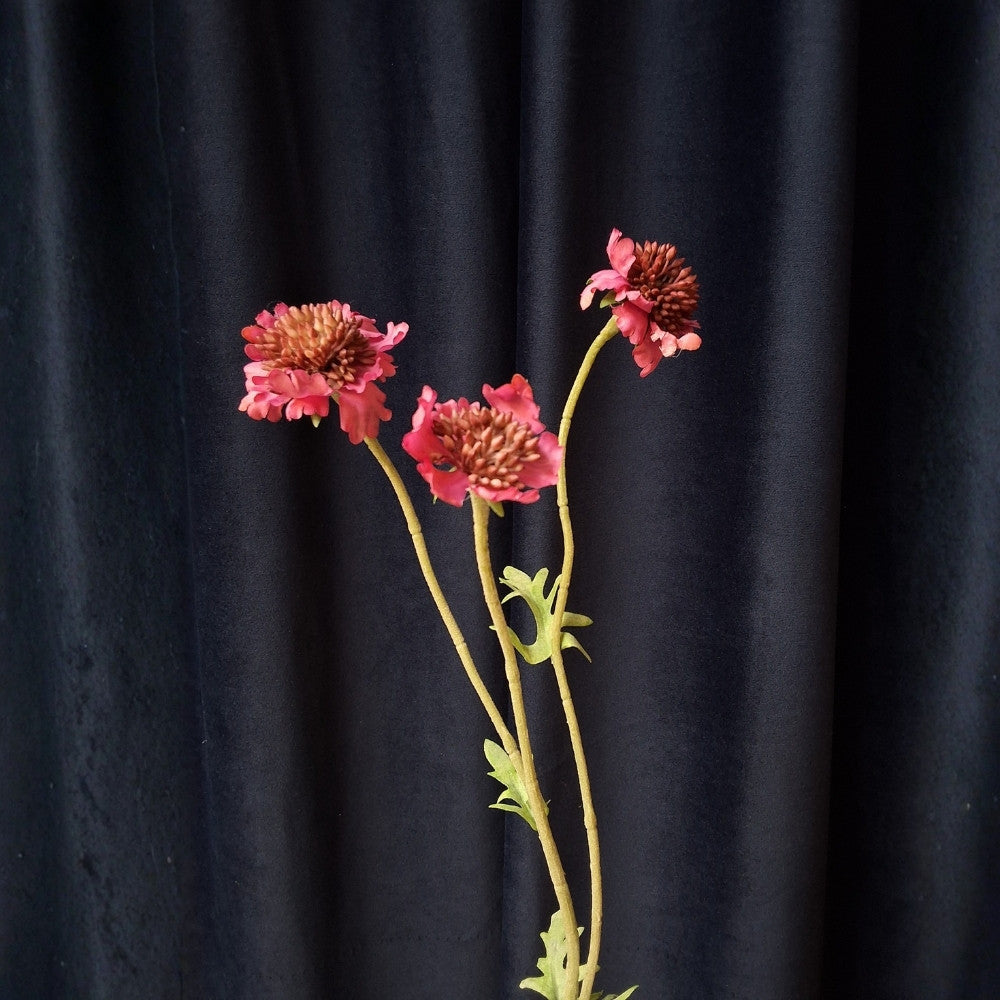 Duifkruid-Scambiosa_2 - Puur Edith