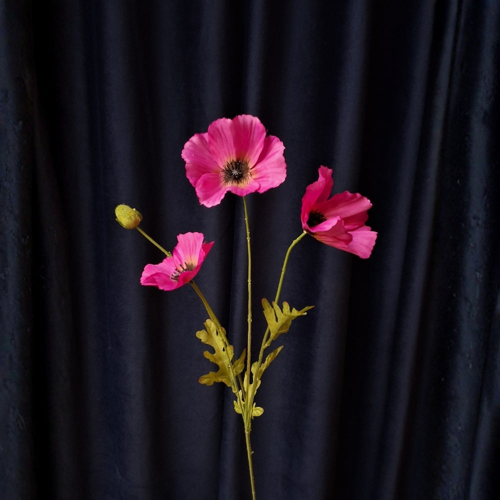 Klaproos-Poppy_1 - Puur Edith