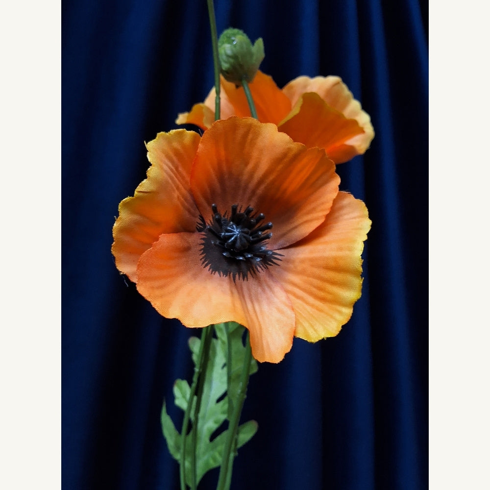 Klaproos_-_Poppy_2 - Puur Edith