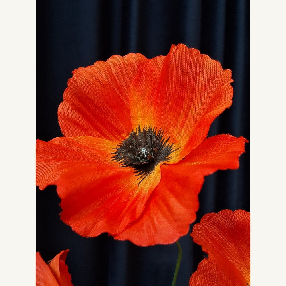 Klaproos_-_Poppy_4 - Puur Edith