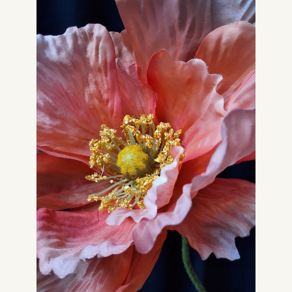 Papaver_-_Poppy - Puur Edith