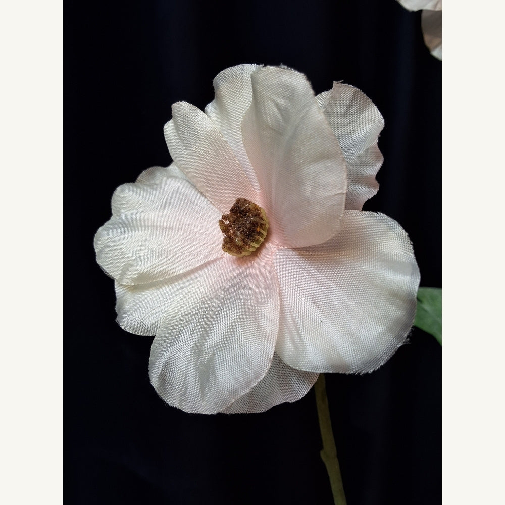 Ranonkel_-_Ranunculus - Puur Edith