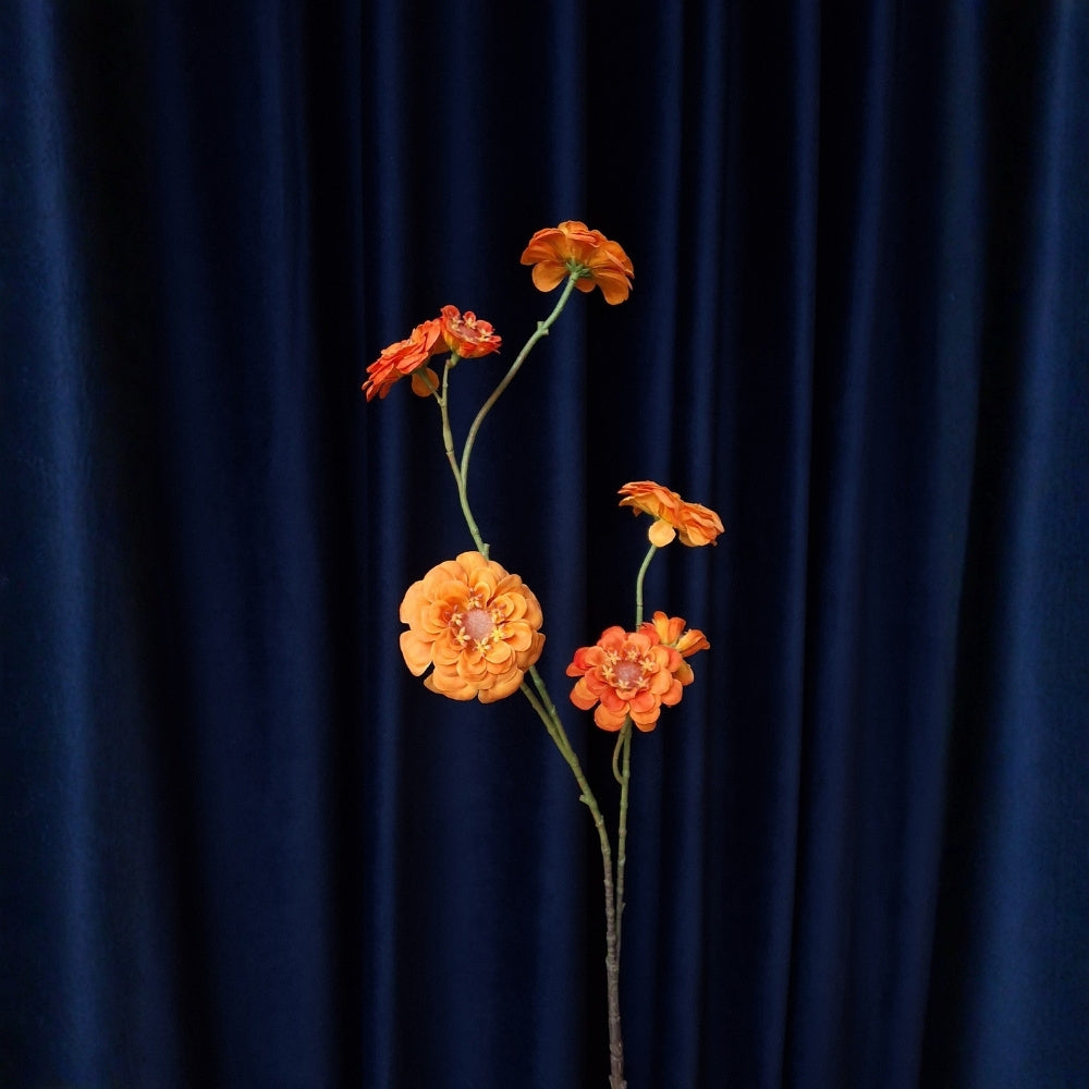 Sierlijke_zinnia - Puur Edith