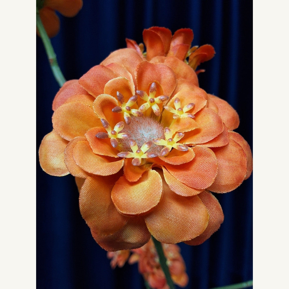 Sierlijke_zinnia_1 - Puur Edith