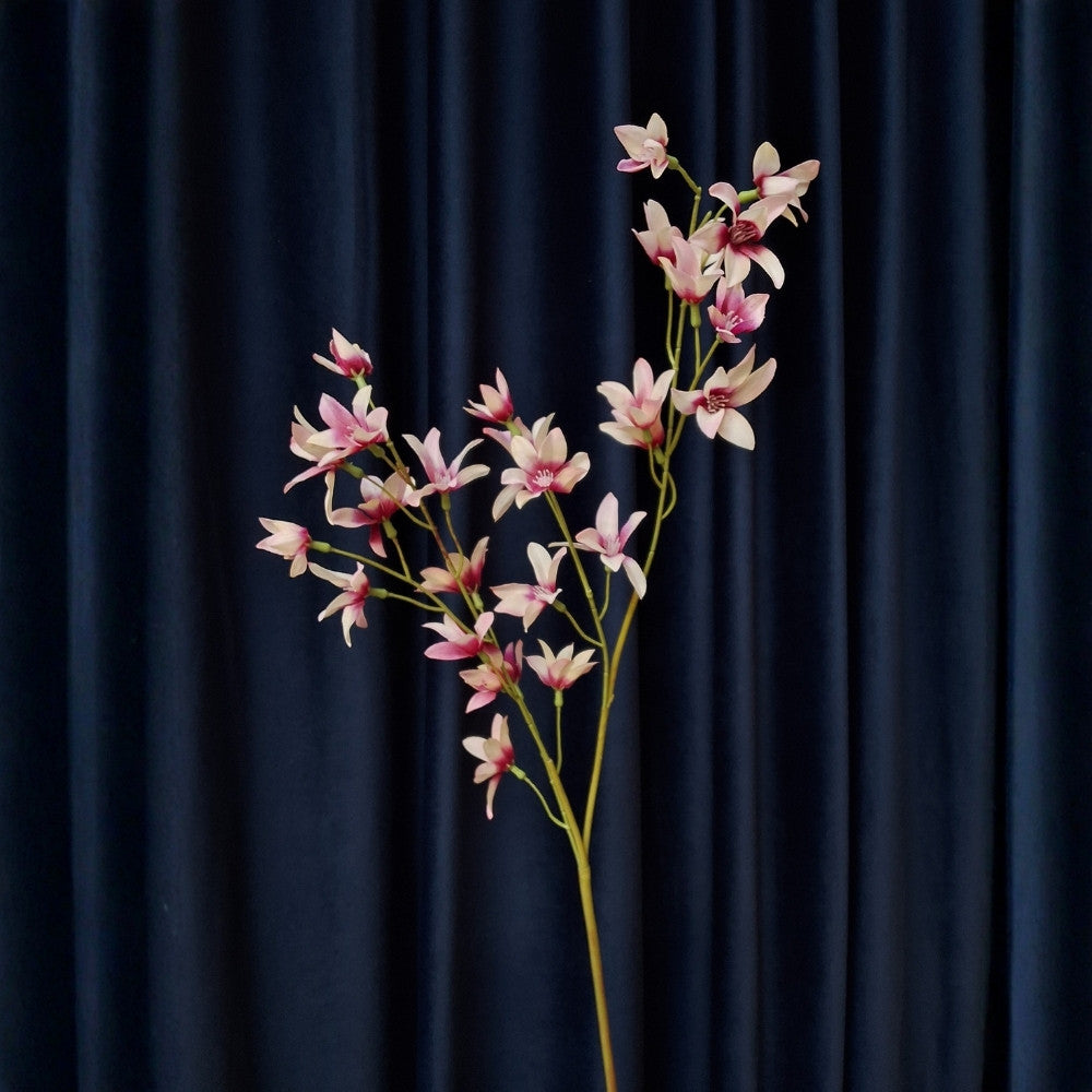 Westenwind_lelie_-_Zephyranithes_candida_1 - Puur Edith