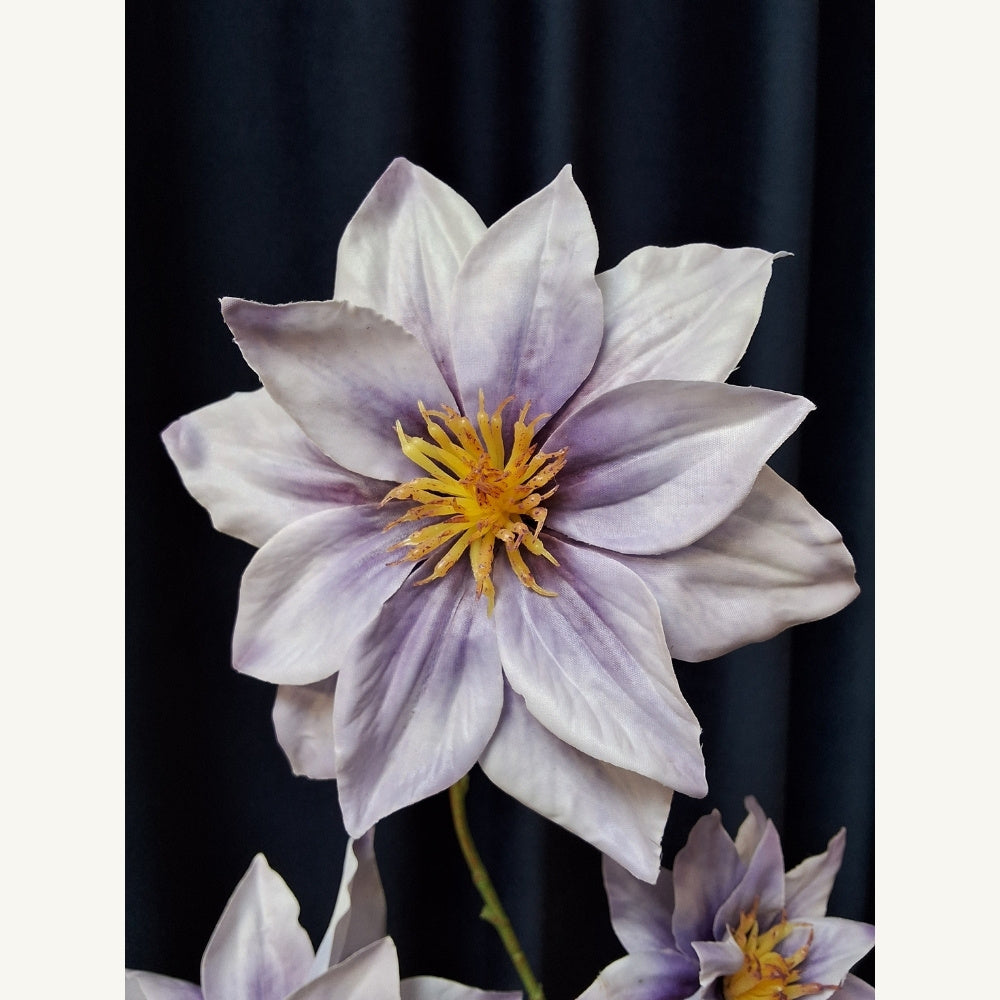 Bosrank_-_Clematis_1 - Puur Edith