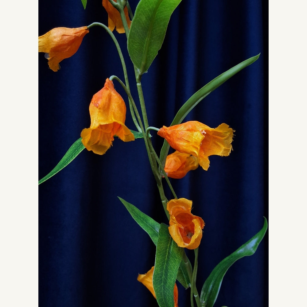 Chinees_lantaarn_-_Sandersonia_aurantiaca - Puur Edith