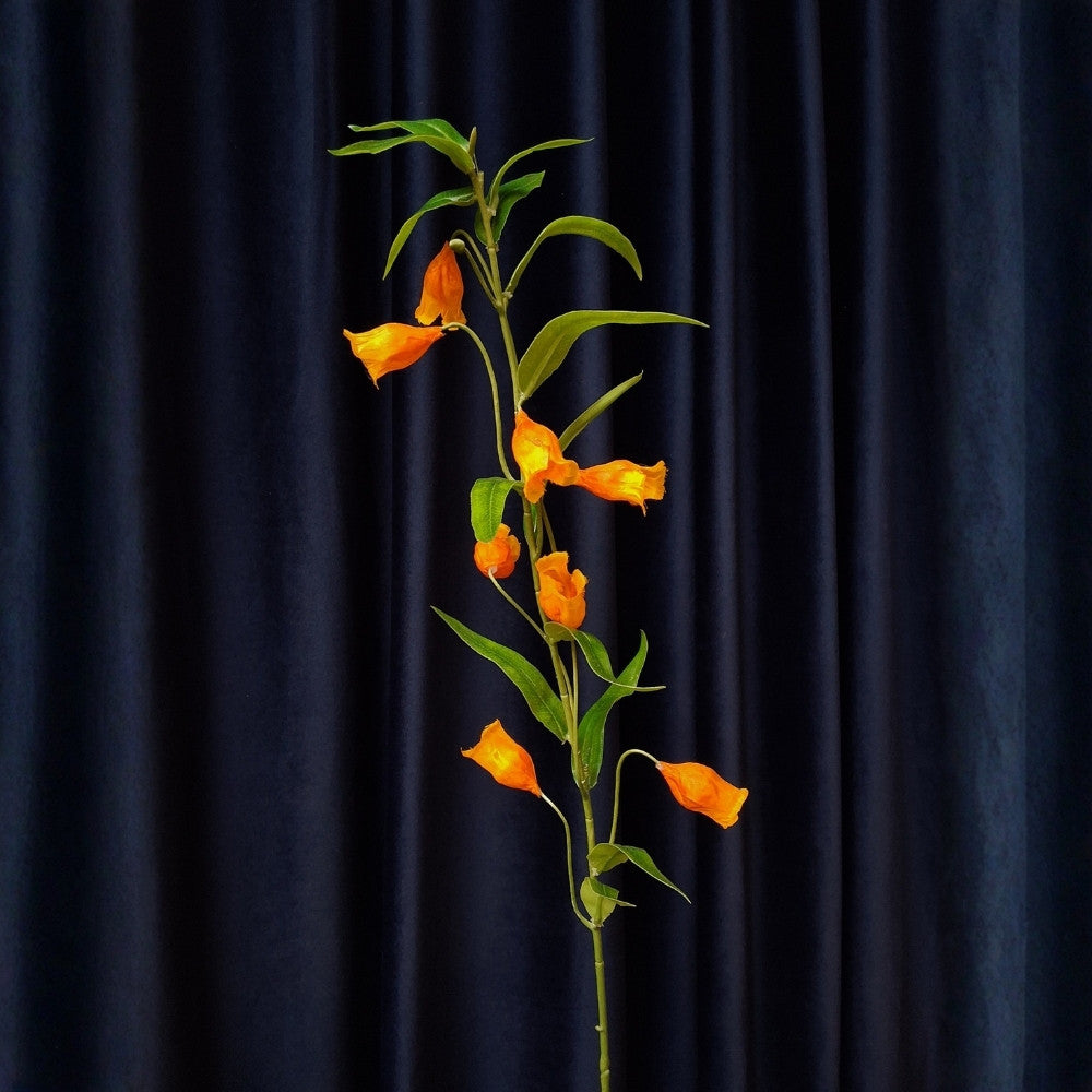 Chinees_lantaarn_-_Sandersonia_aurantiaca_1 - Puur Edith