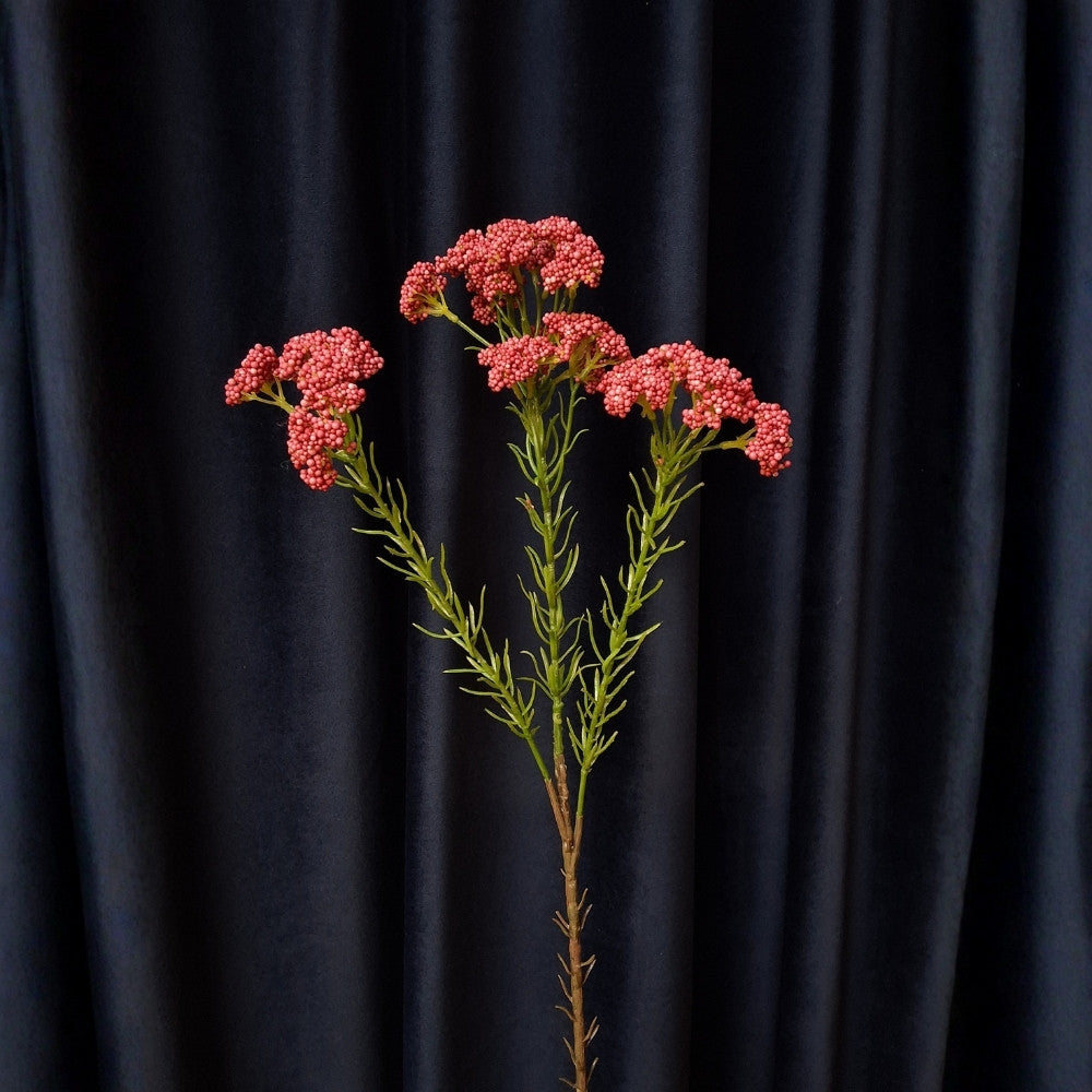 Duizenblad_-_Achilliea - Puur Edith