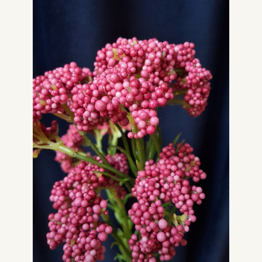 Duizenblad_-_Achilliea_1 - Puur Edith