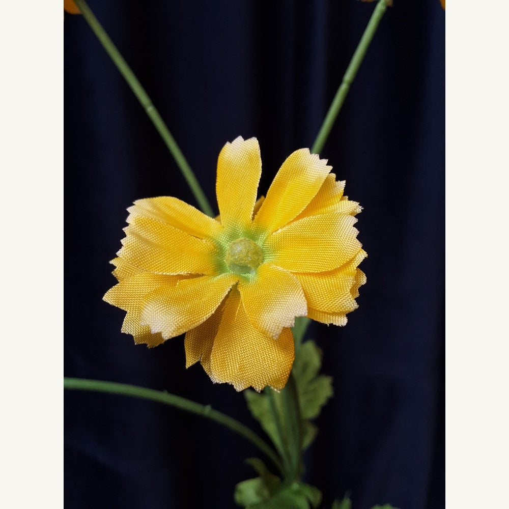 Margriet_-_Daisy_1 - Puur Edith