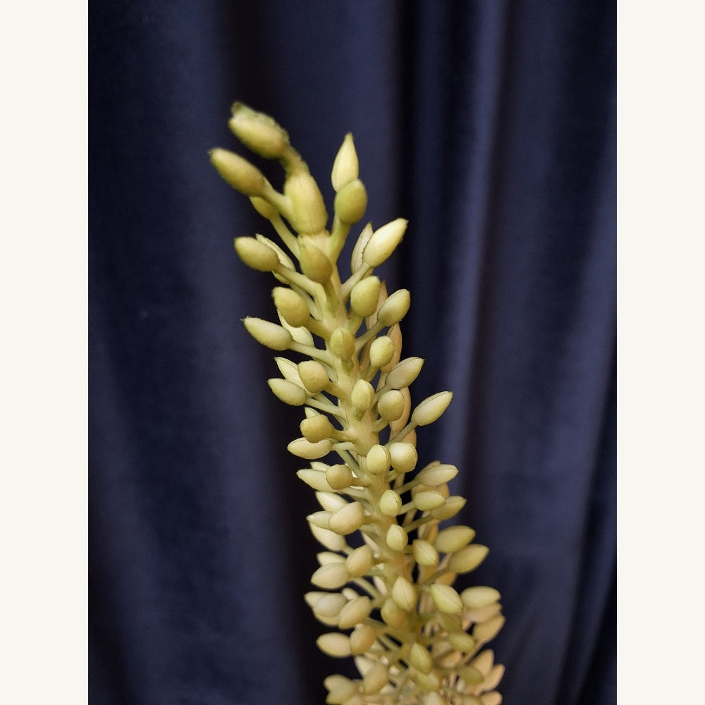 Naald_van_Cleopatra_-_Eremurus - Puur Edith