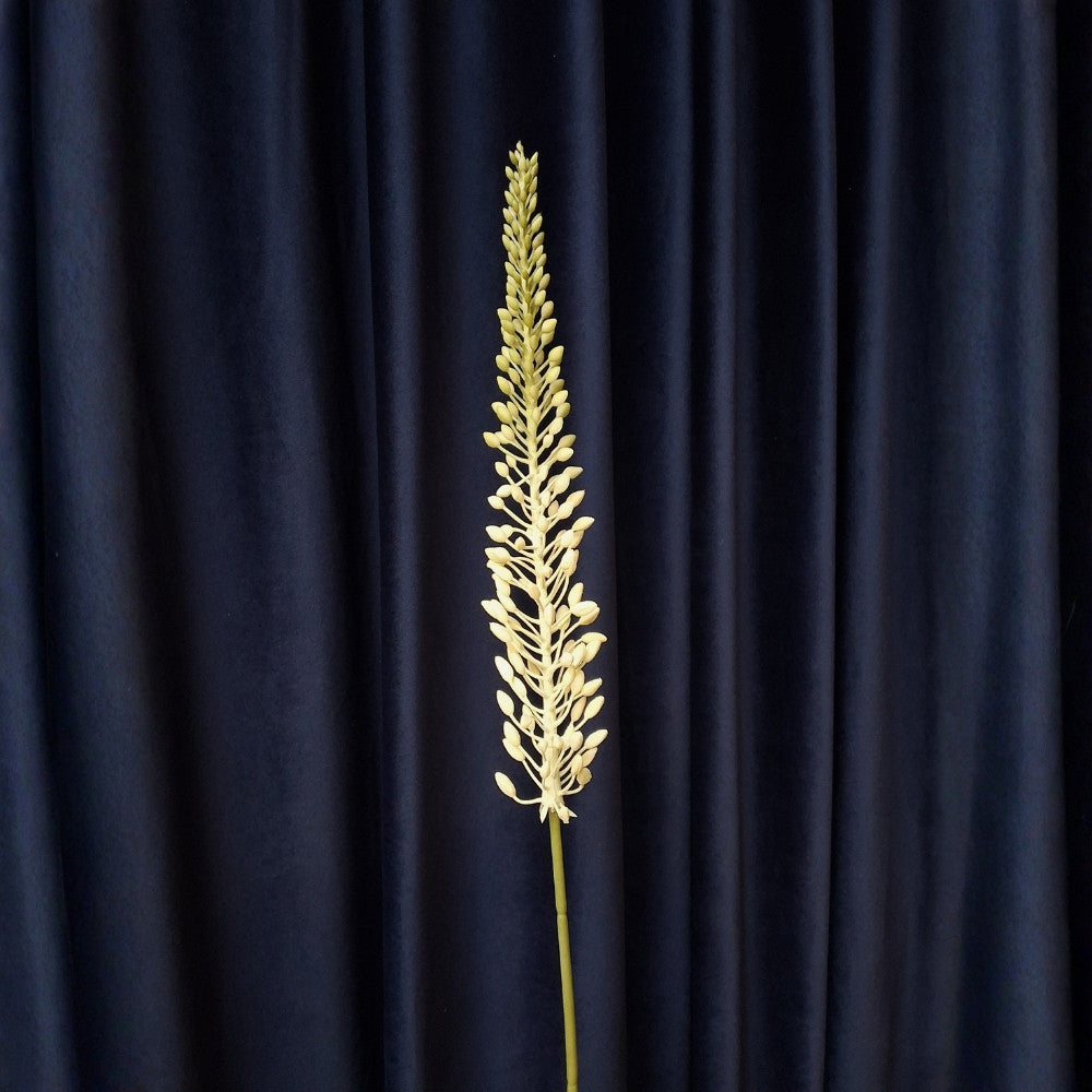 Naald_van_Cleopatra_-_Eremurus_1 - Puur Edith