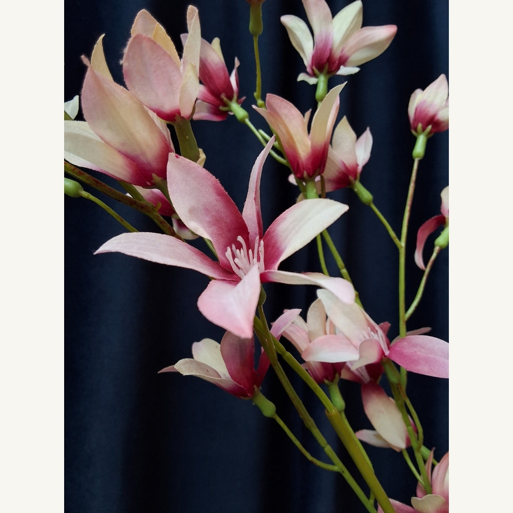 Westenwind_lelie_-_Zephyranithes_candida - Puur Edith